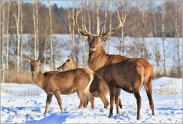 <p>JELEN LESNÍ (Cervus elaphus) obora    /Red deer - Rothirsch/</p>
